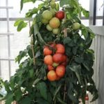 Pomodoro Big league