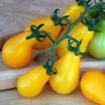 Pomodoro Pearl drops