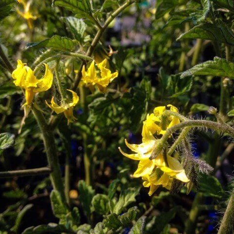 fiori-pomodoro.jpg