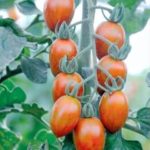 pomodoro Datterino striato