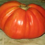 pomodoro bistecca