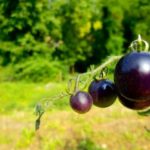 pomodoro blu viola