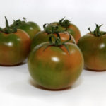 pomodoro camone