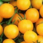 pomodoro ciliegia giallo