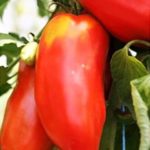 pomodoro cornuto
