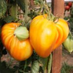 pomodoro cuore di bue giallo