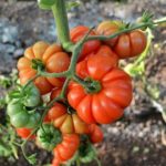 pomodoro riccio