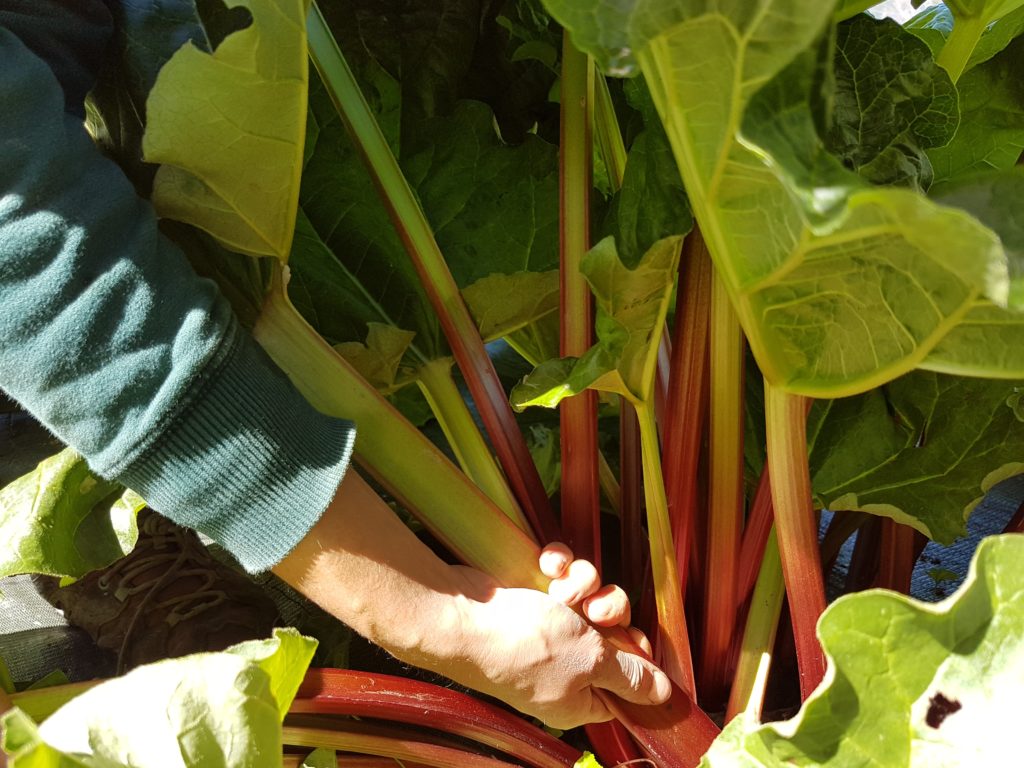 res naturae raccolta gambi rabarbaro